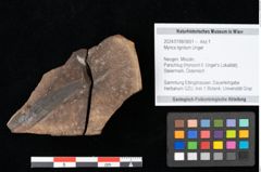 Foto (Objekt + Etikett) von Myrica lignitum Unger (NHMW-GEO-2024-0188-0651)